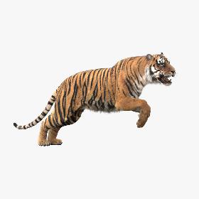 3D Tiger Animated (Fur) model